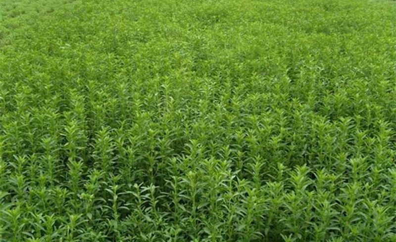 批发甜叶菊渣 可替代花生秧,豆秸粉,粗纤维,草鱼饲料