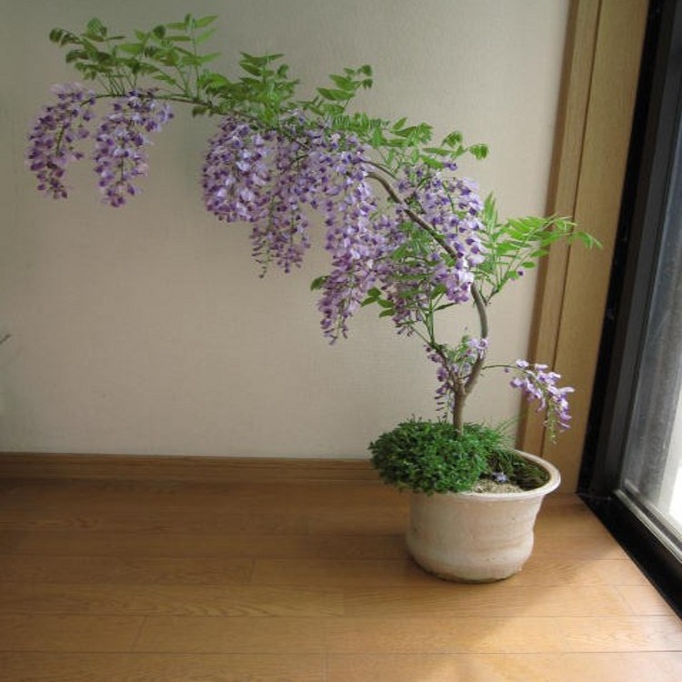 批发水葫芦 凤眼蓝 水浮莲 水生植物 水体绿化 水葫芦苗