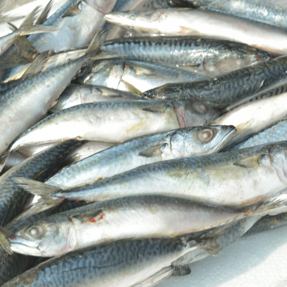 新鲜冷冻青占鱼 厂家直营 专业供应冷冻海鲜