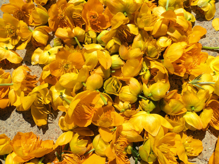 内蒙金莲花 中药金莲花 大货-阿里巴巴