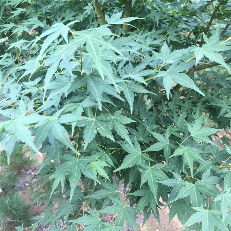 基地直销绿化工程苗五角枫实拍图片小区绿化价格合理