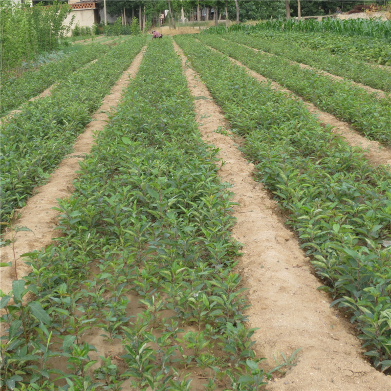 山东中秋王苹果苗基地 1公分苹果树苗批发价格