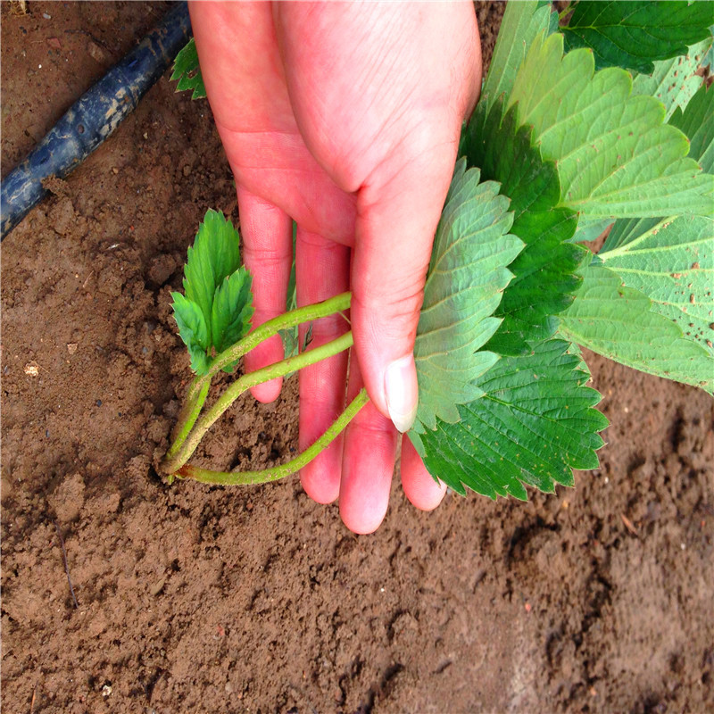 供应世杰草莓苗基地供应红颜章姬甜查理甜宝四季奶油草莓苗成活.
