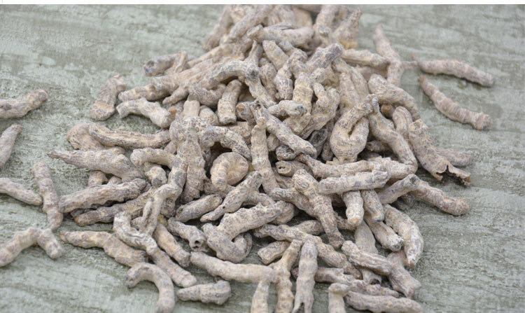 供应中药材白僵蚕 炒僵蚕姜虫 天虫 姜蚕 姜蚕干 各种规格