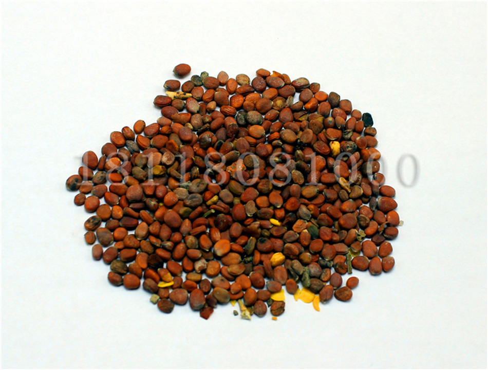 春秋种植四季青水萝卜种子特殊青萝卜种子清脆爽口生长快速