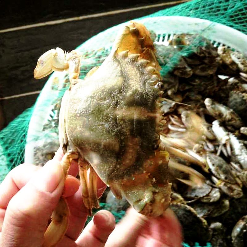 连云港鲜活毛蟹水产品 石蟹石扎蟹海产品批发 花蟹石闸蟹海鲜生鲜