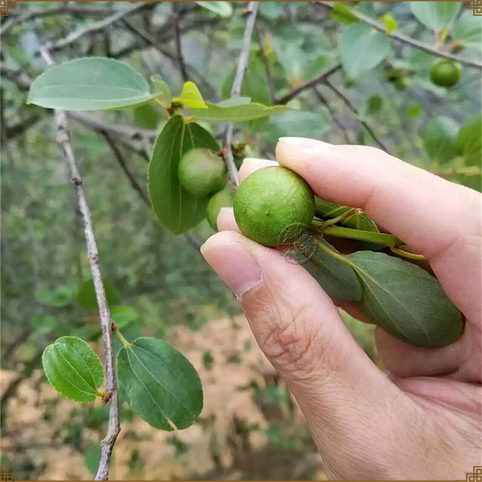 正宗尼泊尔小金刚 凤眼 龙眼 麒麟眼菩提新籽佛珠手串 男女款手链