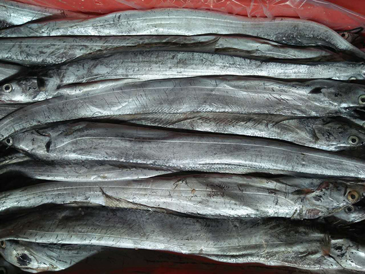 全国供应冷冻海鲜水产批发 冰鲜冷冻带鱼 鱼类批发冷冻白带鱼带鱼