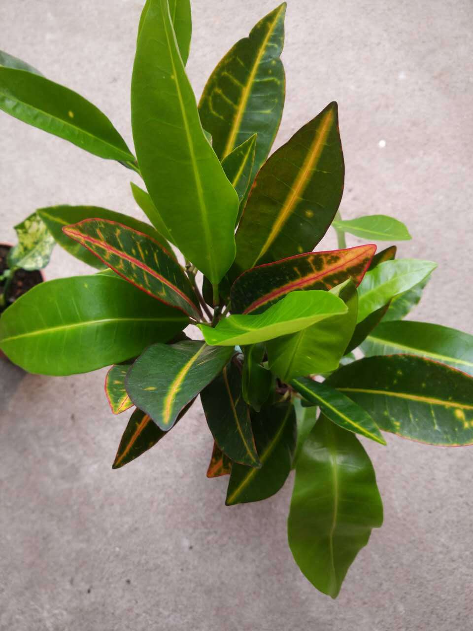 变叶木 大量批发 大棚批发 绿植装扮客厅吸甲醛