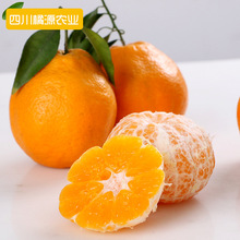 丑柑_蒲江不知火 丑柑 脆甜 批发 上火水果一件