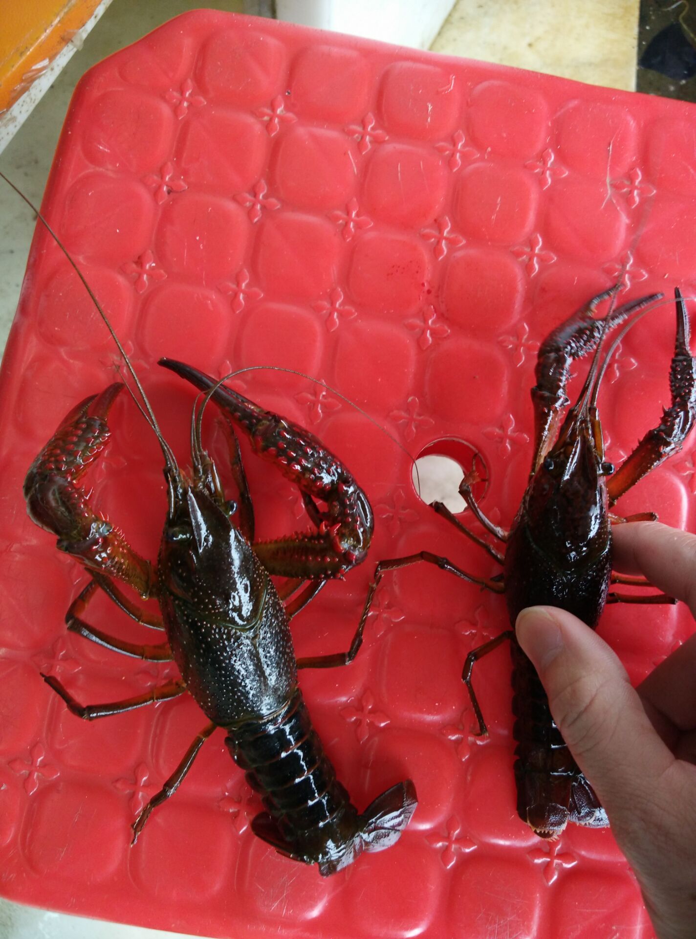 鄱阳湖小龙虾 野生鲜活小龙虾 清水淡水小龙虾大红虾789不封顶