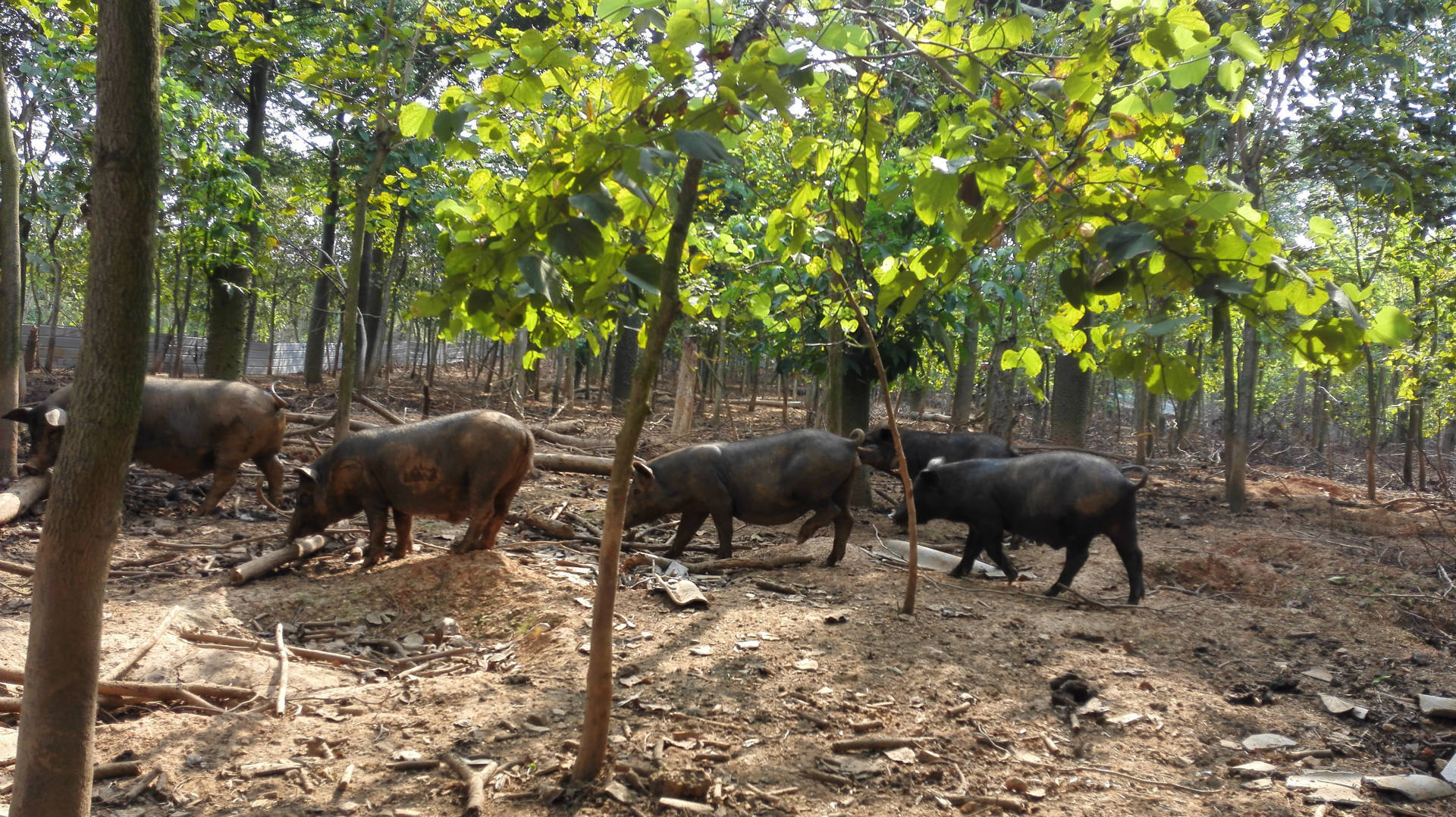 供应多散养猪肉猪生态300斤左右黑猪整头种猪厂家