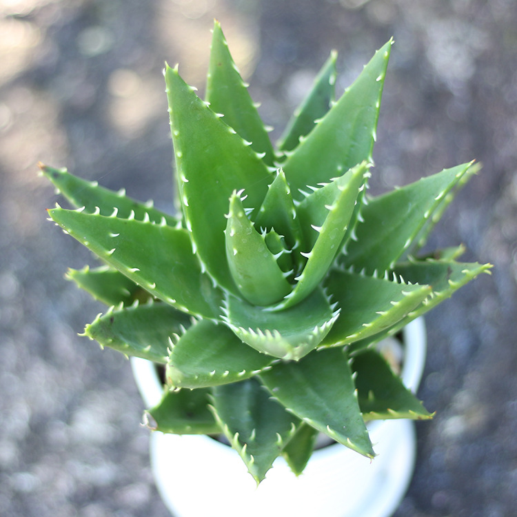 新百盛芦荟绿植俏芦荟多肉植物组合盆栽桌面土培肉肉室内观叶盆景