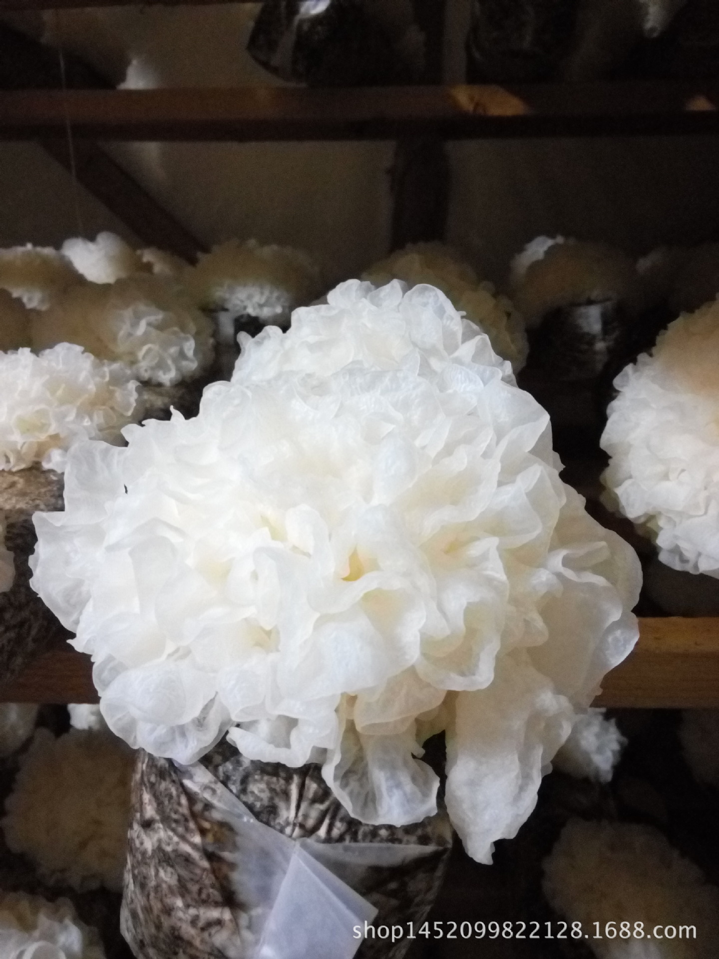 产地批发 古田大朵新鲜银耳 带菌棒 鲜白木耳 活耳 即食木耳