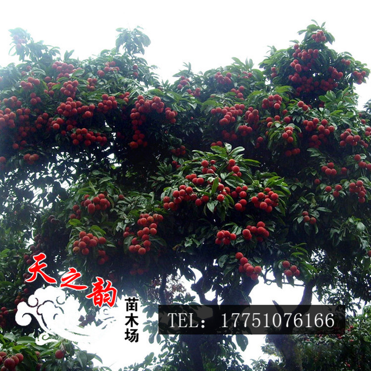 批发果树无核荔枝苗荔枝树嫁接果树苗荔枝苗当年结果