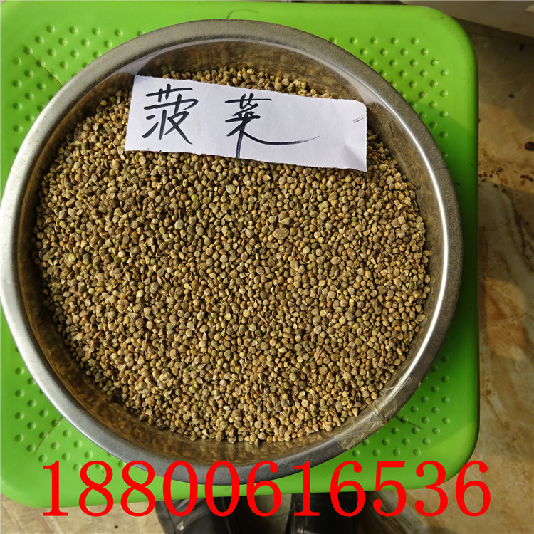 兰花鸢尾花种子 黄花鸢尾德国鸢尾种子 燕尾种子 菖蒲种子 黄菖蒲