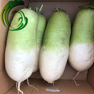 纯天然绿色食品 新季萝卜 出口韩国标准