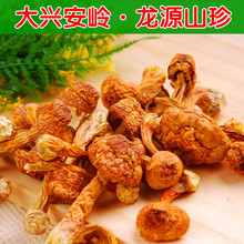 大兴安岭 特产 东北特级滑子菇 食用菌 珍珠菇 干货 小黄蘑
