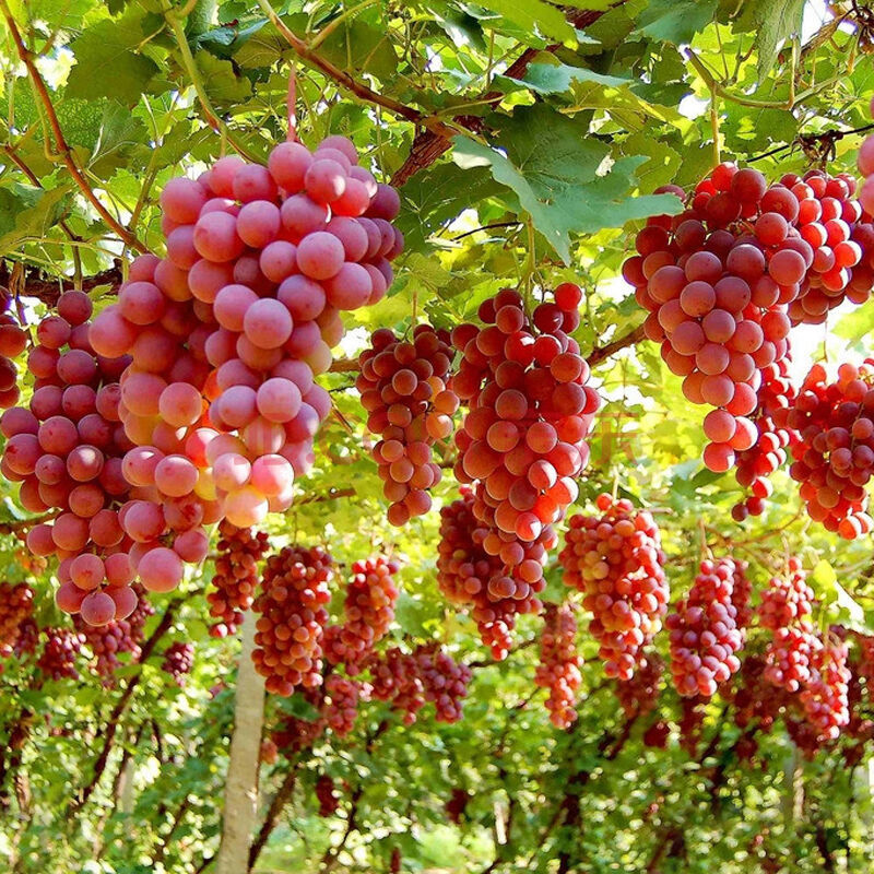 批发正宗台湾嘉宝果树葡萄果树苗树葡萄苗发货速度快