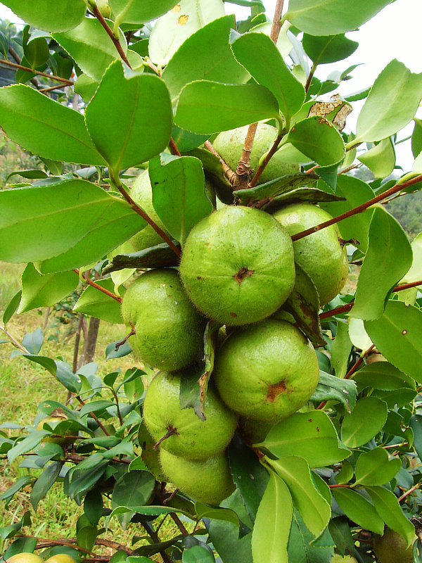 2016年油茶新品种-三华系列油茶苗