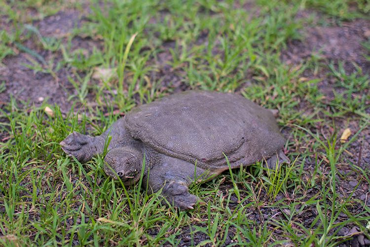 生态甲鱼水中精 厂家直销人工淡水养殖鲜活水产品中华鳖 甲鱼