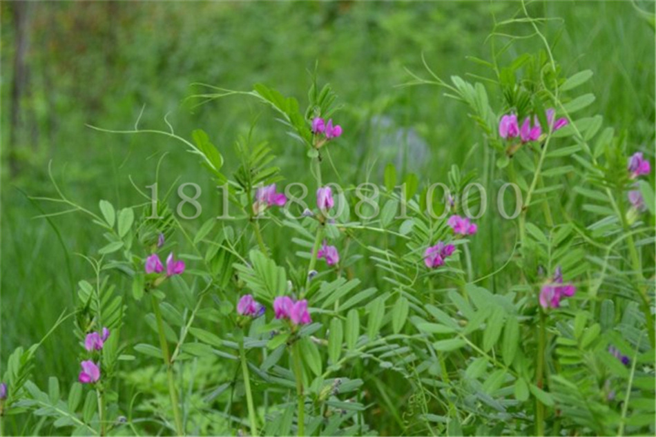 批发光叶紫花苕子种子 紫苕子毛苕子 箭舌豌豆绿肥种子饲料作物营