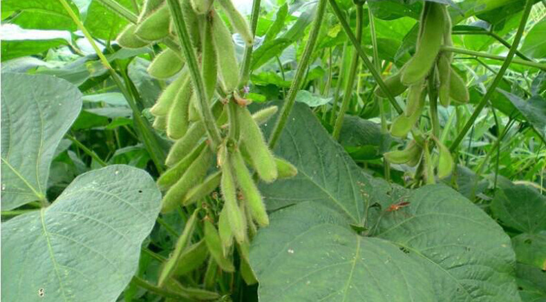 农家纯熟黑豆粉绿心五谷杂粮代餐粉散装500g满包邮