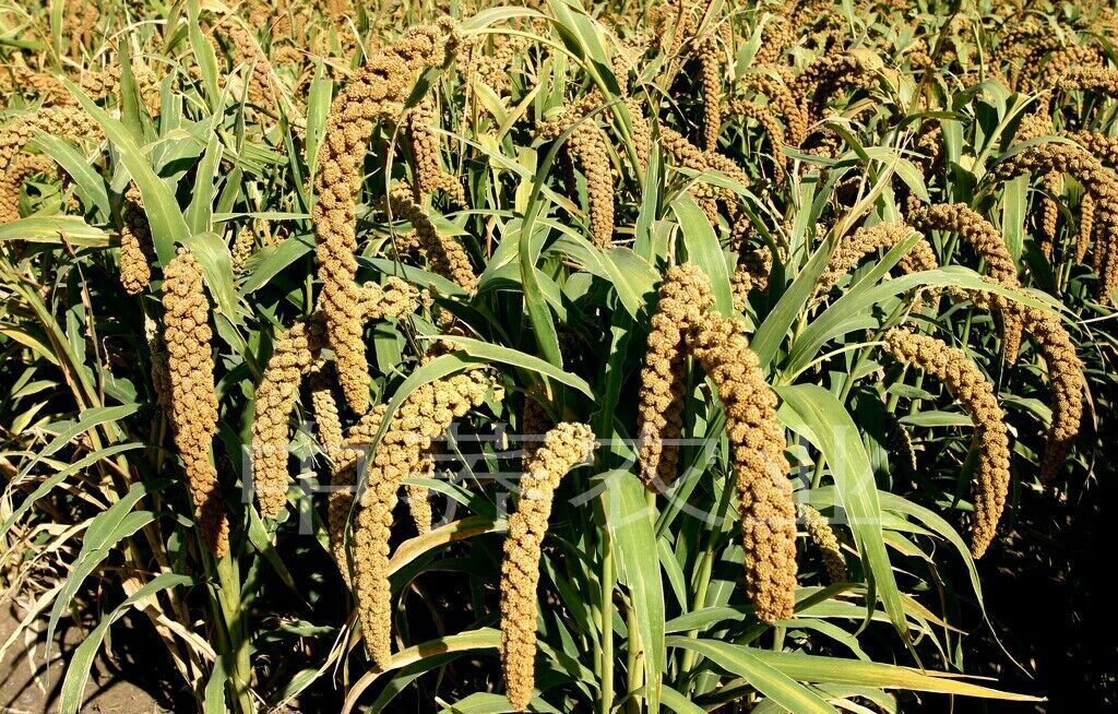 大量供应有机小米