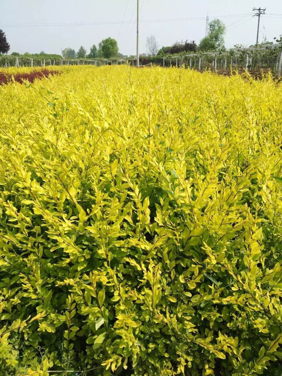 供应金叶水腊营养钵苗 周至苗木特产金叶水腊 金叶水蜡多分枝-中国猕