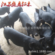 北京黑猪 瘦肉型黑猪种猪 土黑猪 原种生态黑母猪苗 种猪场