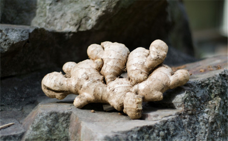 广东梅州客家小黄姜 生姜新鲜现挖新姜老山地月子姜沙姜蔬菜2.5斤