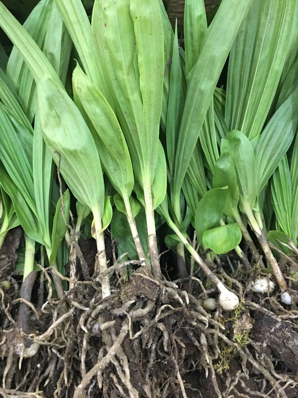 白芨 白芨种植 白芨种苗价格 白芨种子 白芨块茎 三叉紫花.