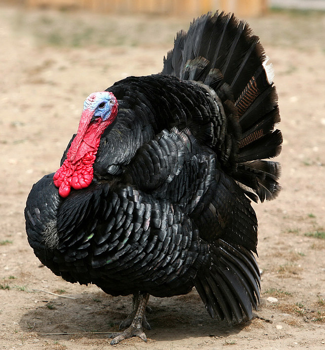 七彩山鸡苗//贵妃鸡苗//珍珠鸡苗//火鸡苗