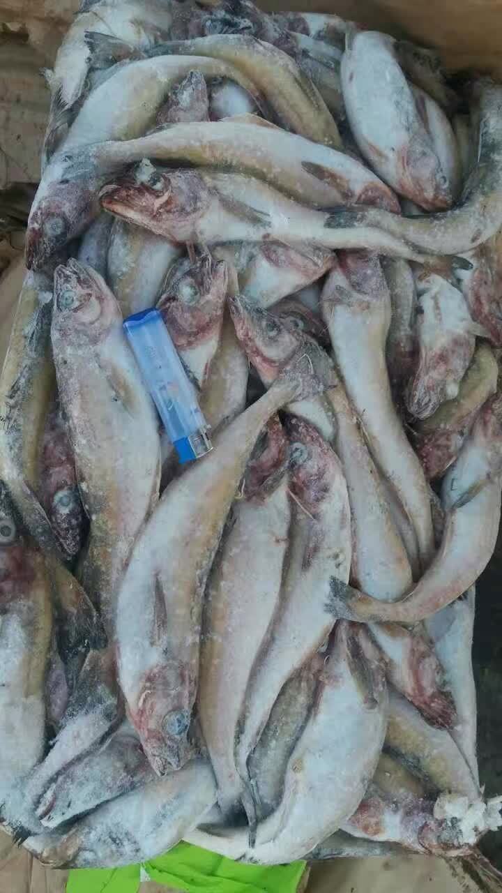 冷冻明太鱼 冷冻狭鳕 冷冻阿拉斯加狭鳕鱼 厂家直销 批发