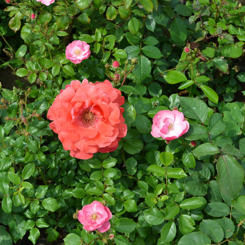 梅蒂兰园林基地 月季花盆栽植物 花木园艺场批发优质月季蔷薇植物