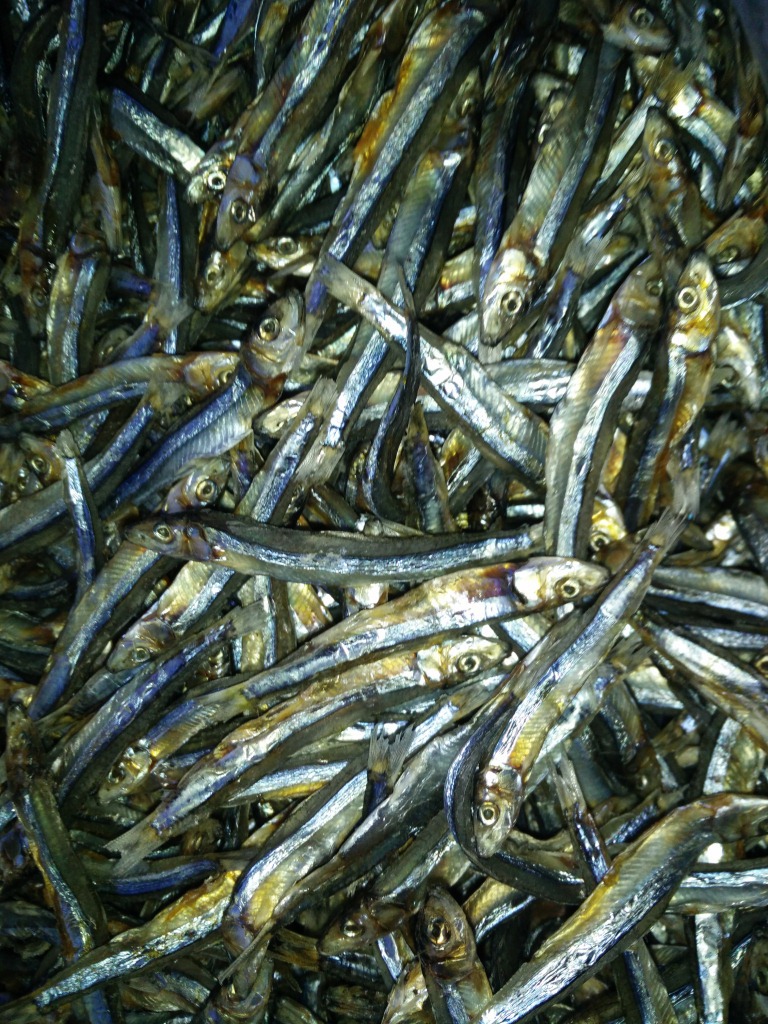 北方干制西施鱼 淡晒西施鱼海鲜水产鱼干