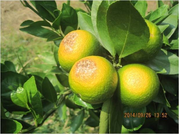 柑橘这些问题都与缺钙有关系?