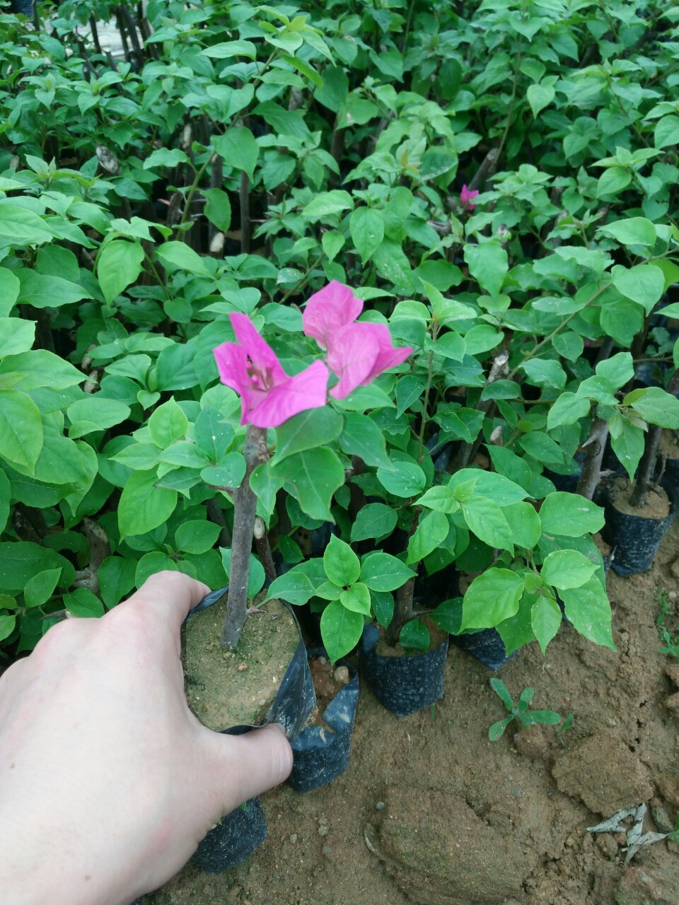 苗圃批发绿叶粉红三角梅 室内净化空气观叶盆栽 直销庭院盆栽苗木