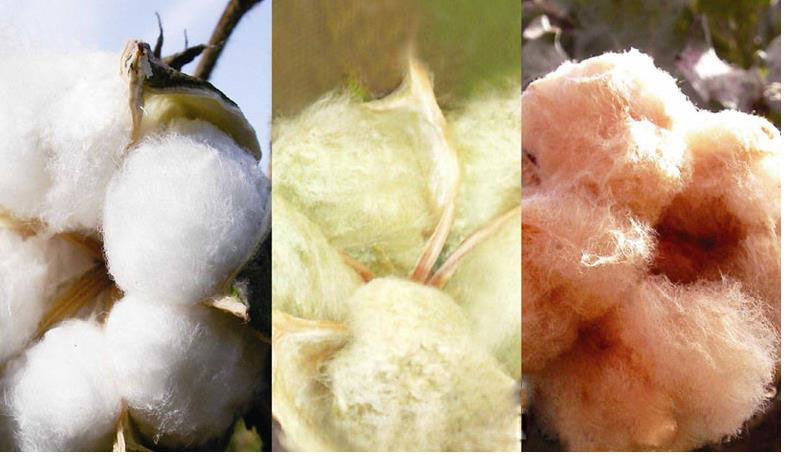 2016秋季新款婴儿彩棉连体衣 宝宝纯棉包屁衣 哈衣爬服批发