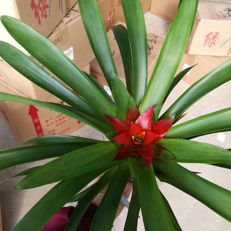 【基地直供】小红星凤梨绿植盆栽室内摆放观赏植物净化空气