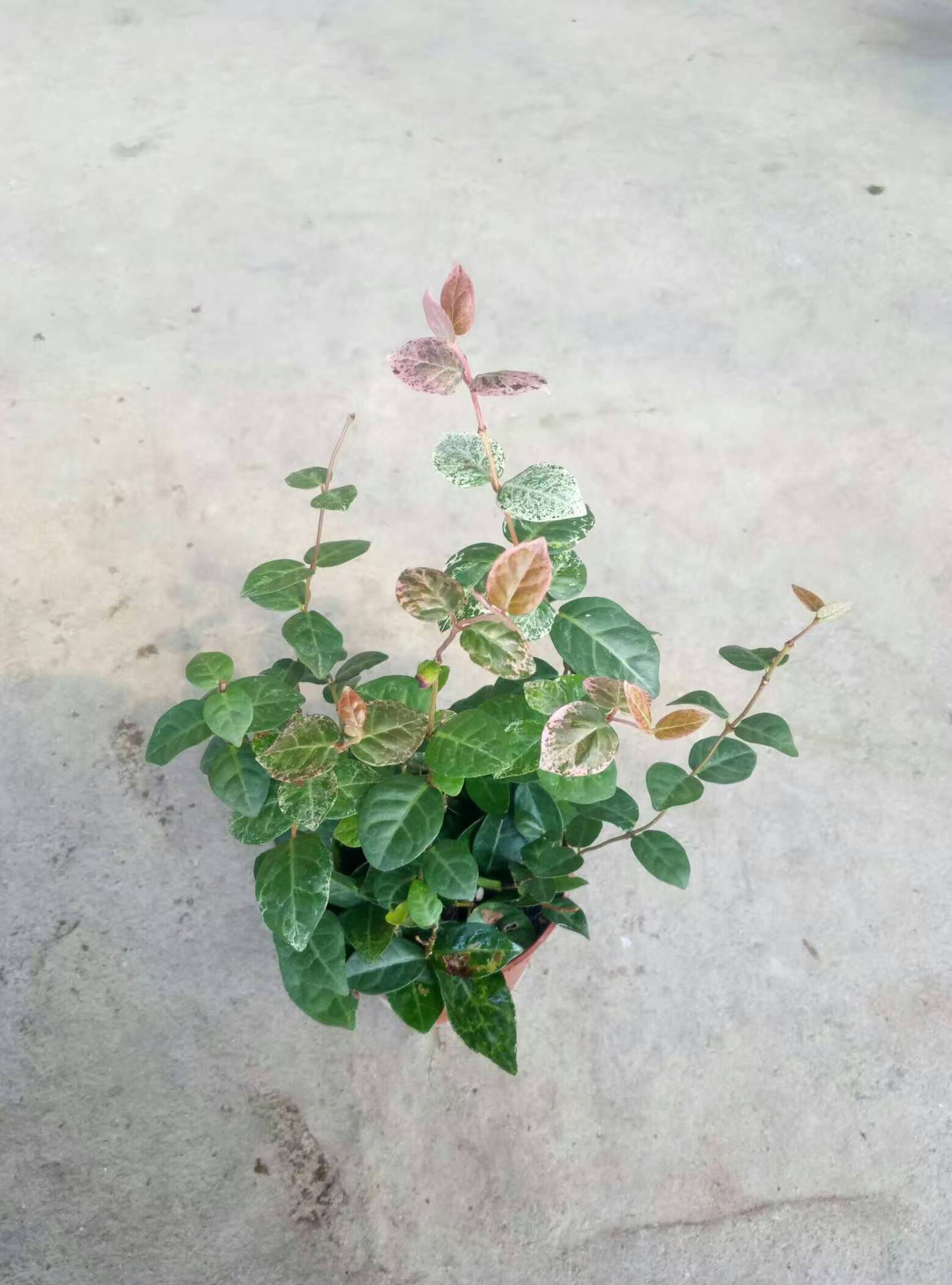 基地直销观叶小盆栽室内盆栽净化空气90#花叶络石