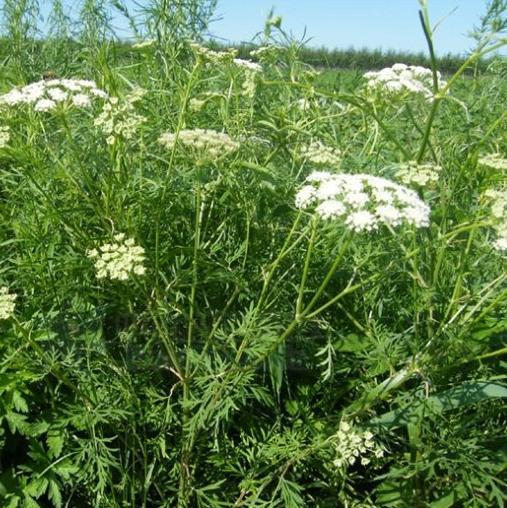 羊红膻提取物10:1 20:1 包邮