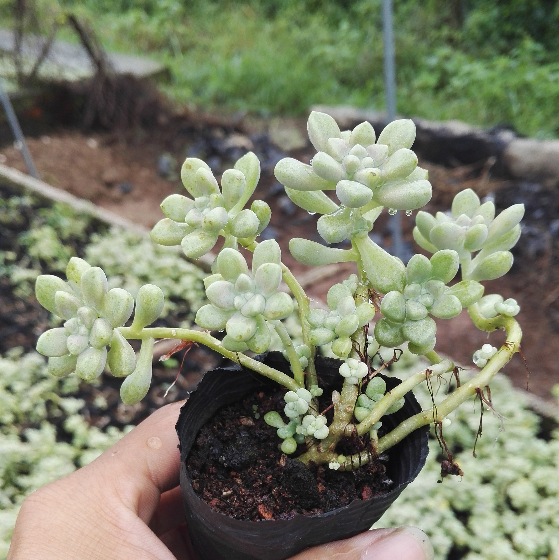 丸叶姬秋丽 6头以上爆盆 漳州多肉植物批发特价 组合多肉植物盆栽