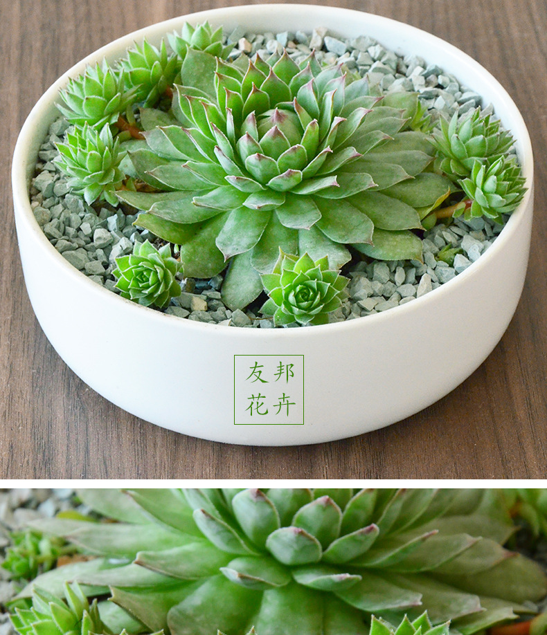 观音莲室内多肉植物批观音莲多肉盆栽净化空气不含盆