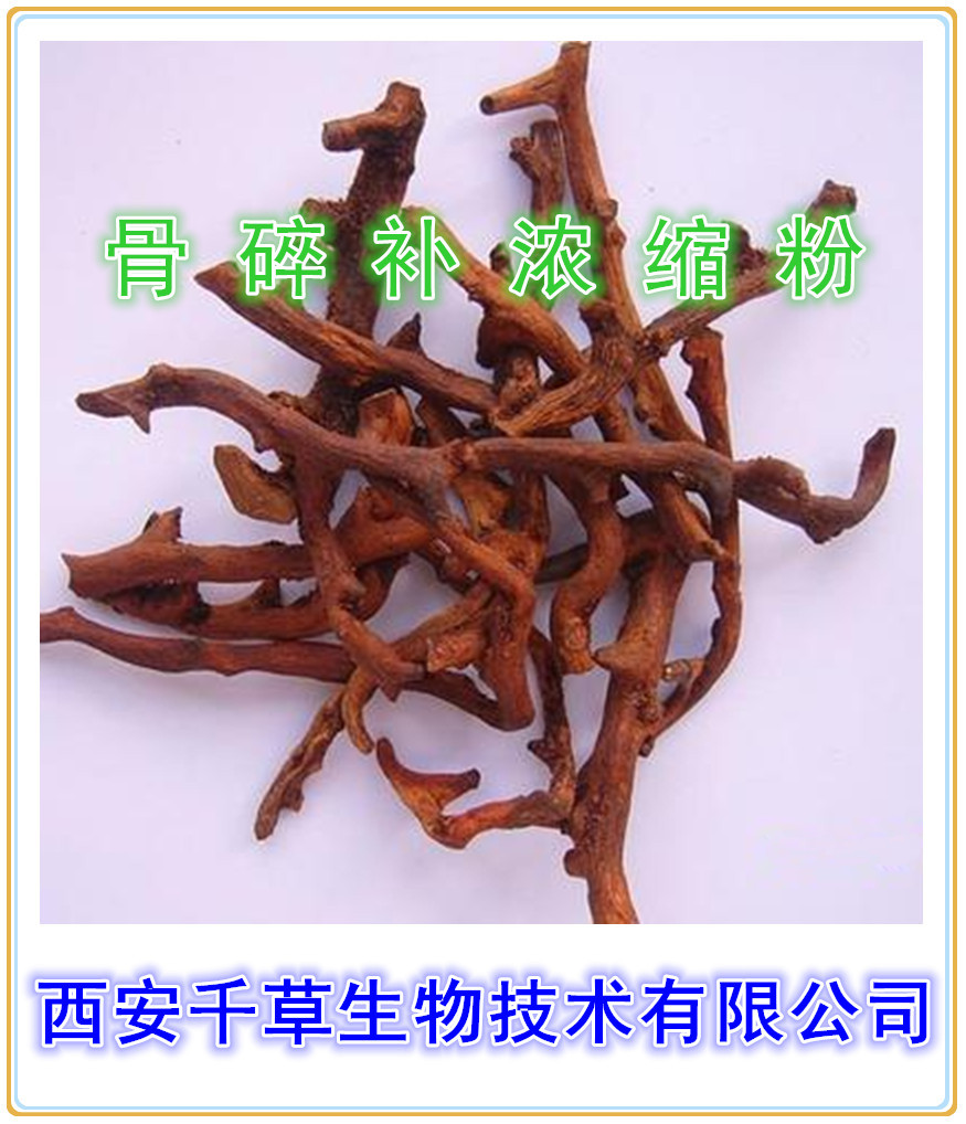 骨碎补浓缩粉