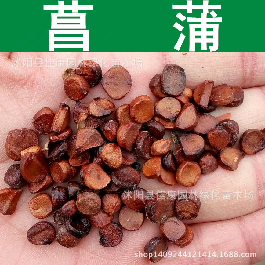 草花种子 菖蒲种子 黄花鸢尾 黄菖蒲种子 水生鸢尾 1件=1斤-阿里巴巴