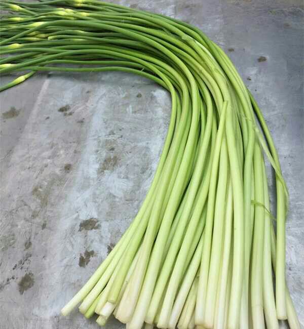 青蒜苗_青蒜苗在家怎么栽_青蒜苗的种植方法_青蒜苗_青蒜苗的种植方法_青 