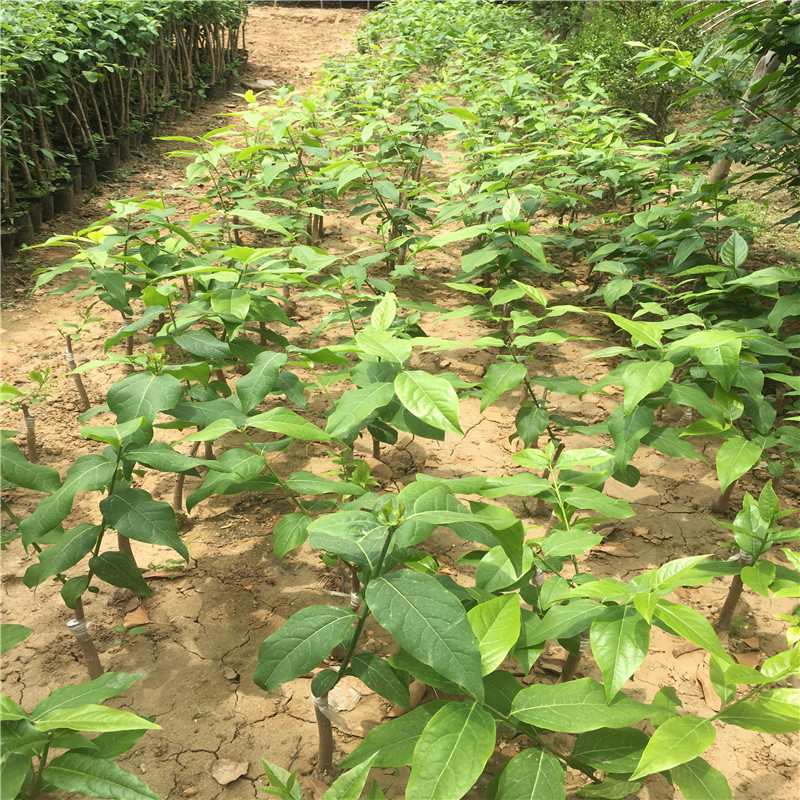 腊梅树腊梅苗冬天梅花苗素心腊梅树苗庭院盆栽花卉耐寒梅花树苗
