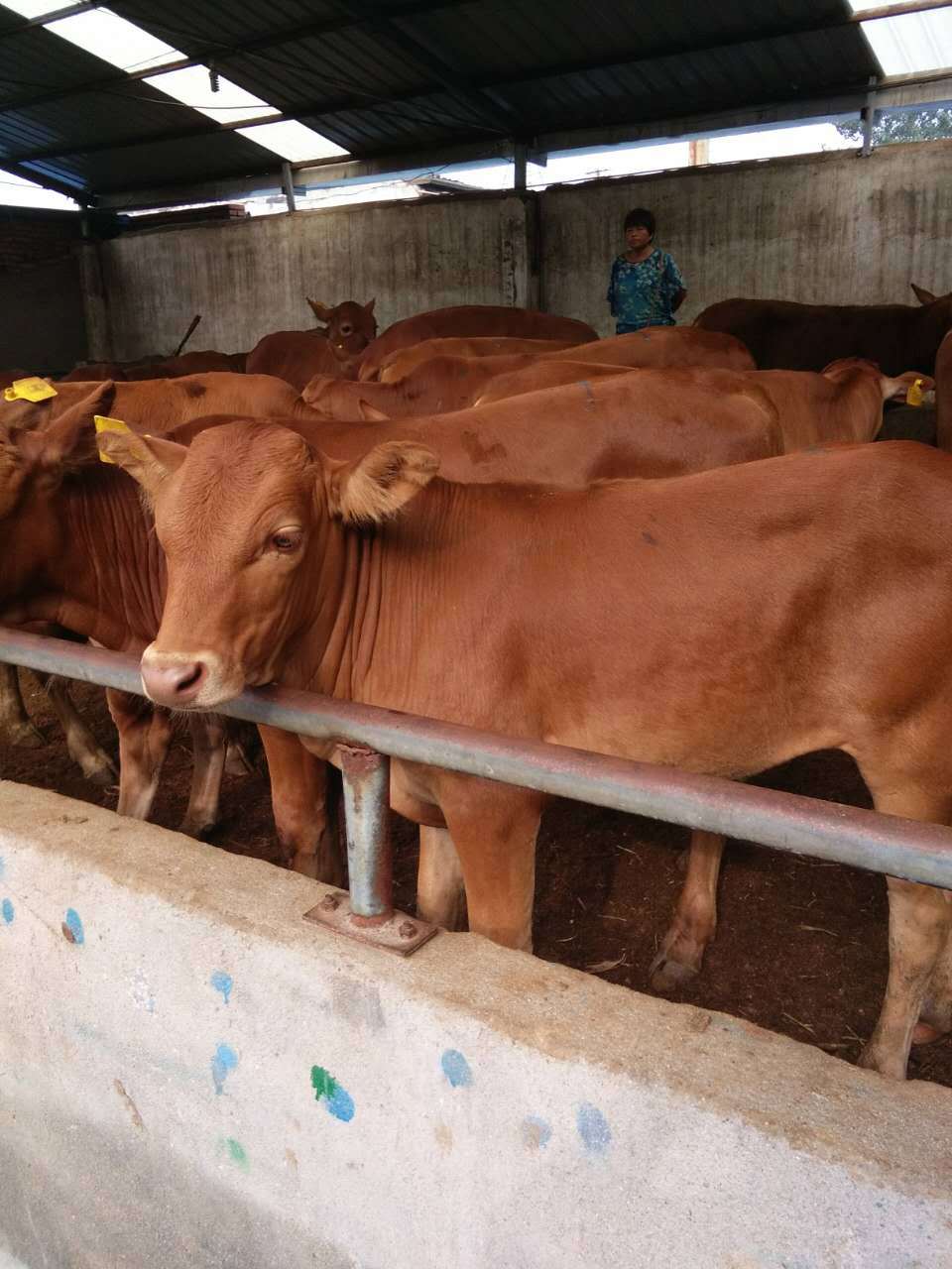 山东鲁西黄牛活体牛西门塔尔夏洛莱诚信良丰牧业良心生意