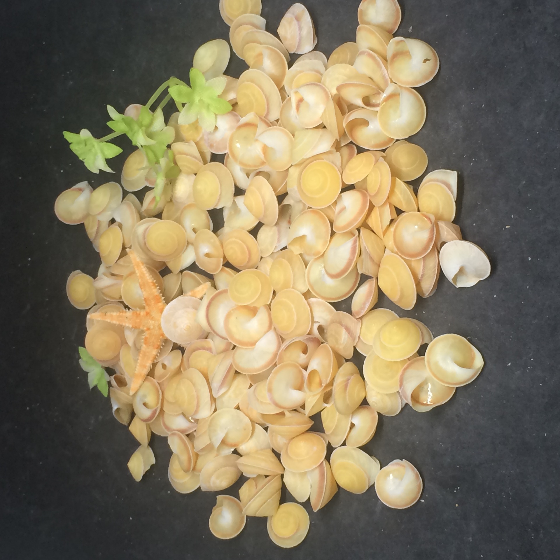 小面包螺微景观装饰鱼缸拍照收藏品天然海螺